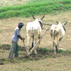 Furrow Thy Mind <br />A Garden Will Rise